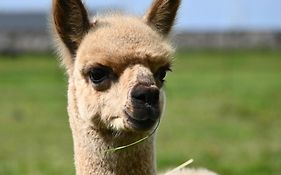 Alpaca World Friesland